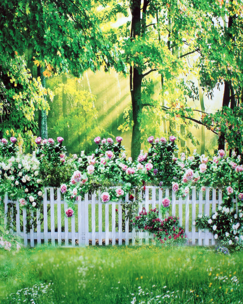 Spring Roses with a White Fence
